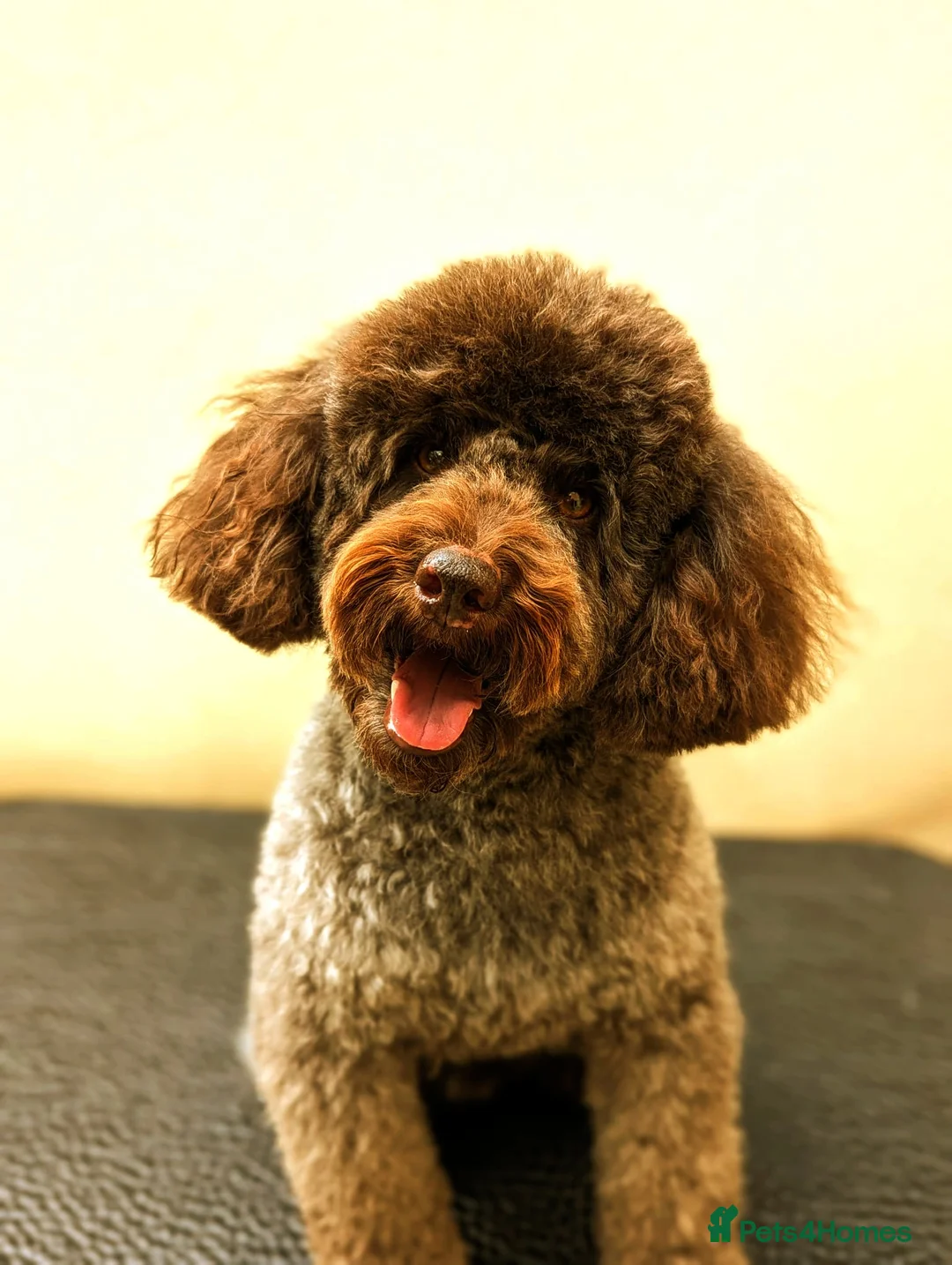 Miniature Poodle dogs for stud: Imported Brown Miniature Poodle & Cavalier Studs in Sutton Coldfield - Advert 3