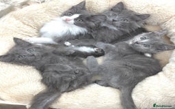 Mixed Breed cats for sale: BEAUTIFUL FLUFFY GREY KITTENS   - Image 12