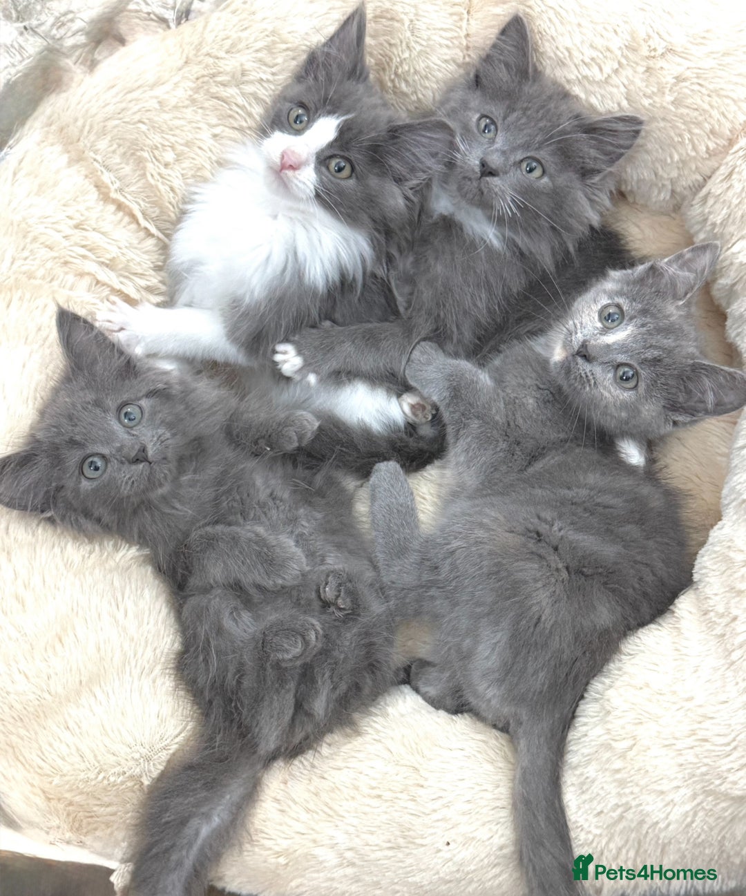 Mixed Breed cats for sale: BEAUTIFUL FLUFFY GREY KITTENS   - Image 12