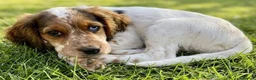 Mixed Breed dogs for sale: Three Roan Puppies Available  - Advert 8