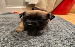 Jack Russell dogs for sale: Beautiful Stocky Short Terriers - Image 12