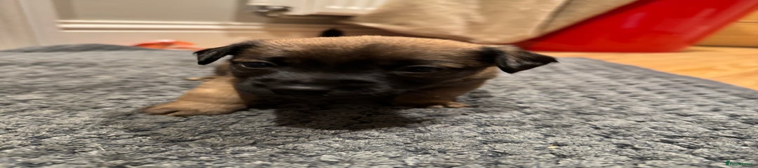 Jack Russell Puppy 4