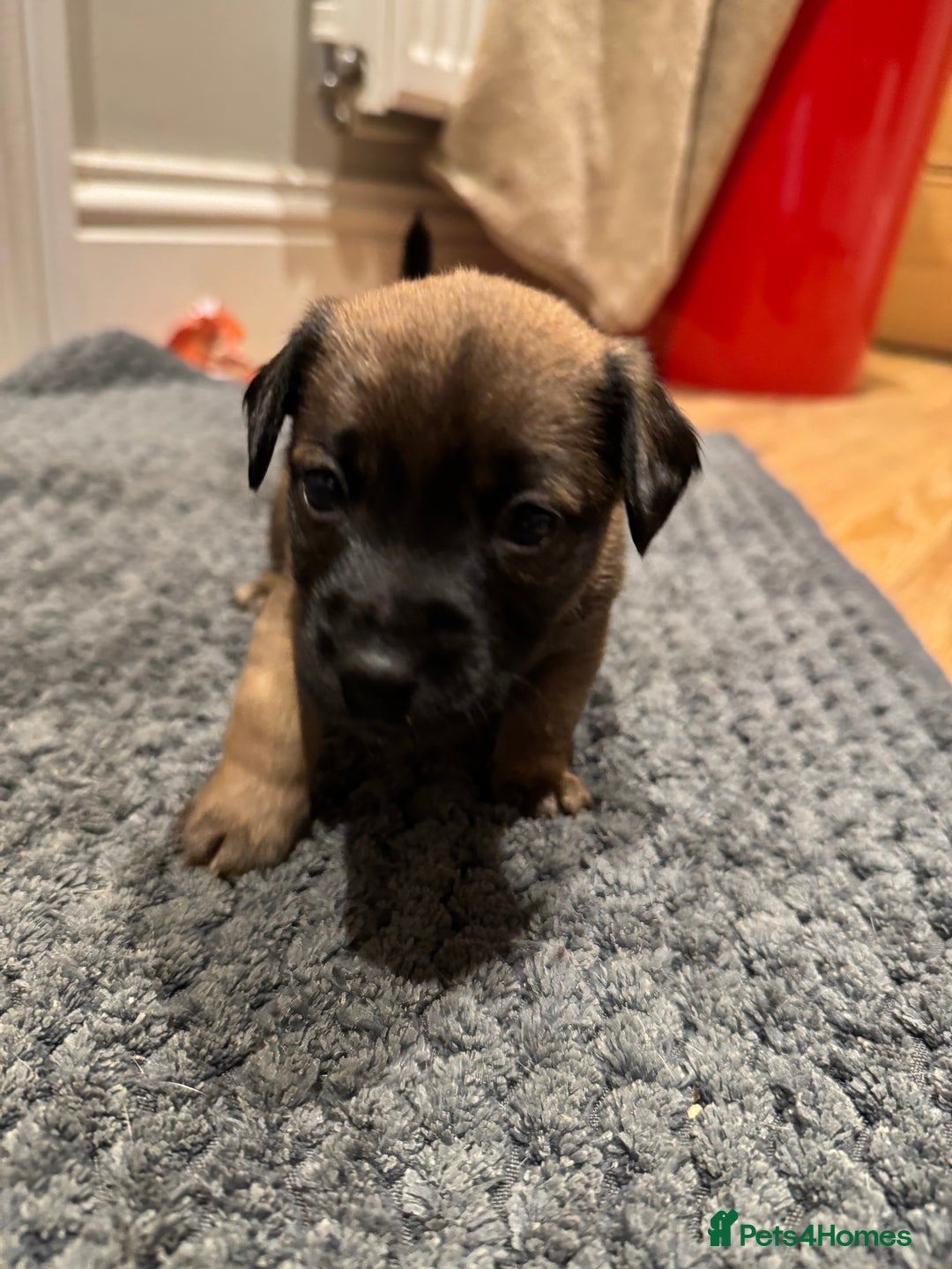 Jack Russell dogs for sale: Beautiful Stocky Short Terriers - Image 12