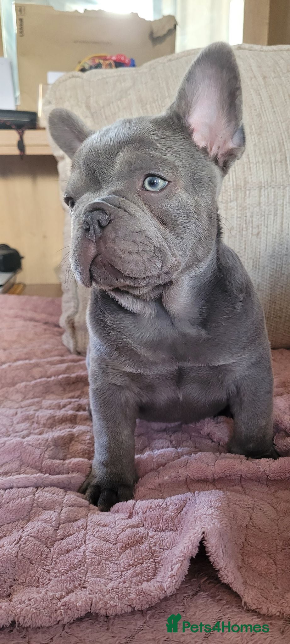 French Bulldog dogs FRENCH BULLDOG PUPPIES (KC REGISTERED) - Advert 2