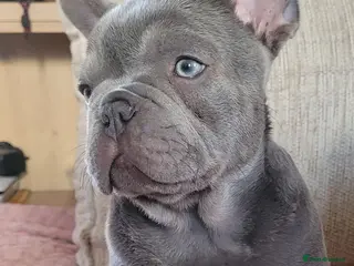 French Bulldog dogs FRENCH BULLDOG PUPPIES (KC REGISTERED) - Advert 2