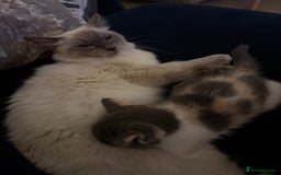 Ragdoll cats for sale: Grey calico ragdoll cross kitten - Image 8
