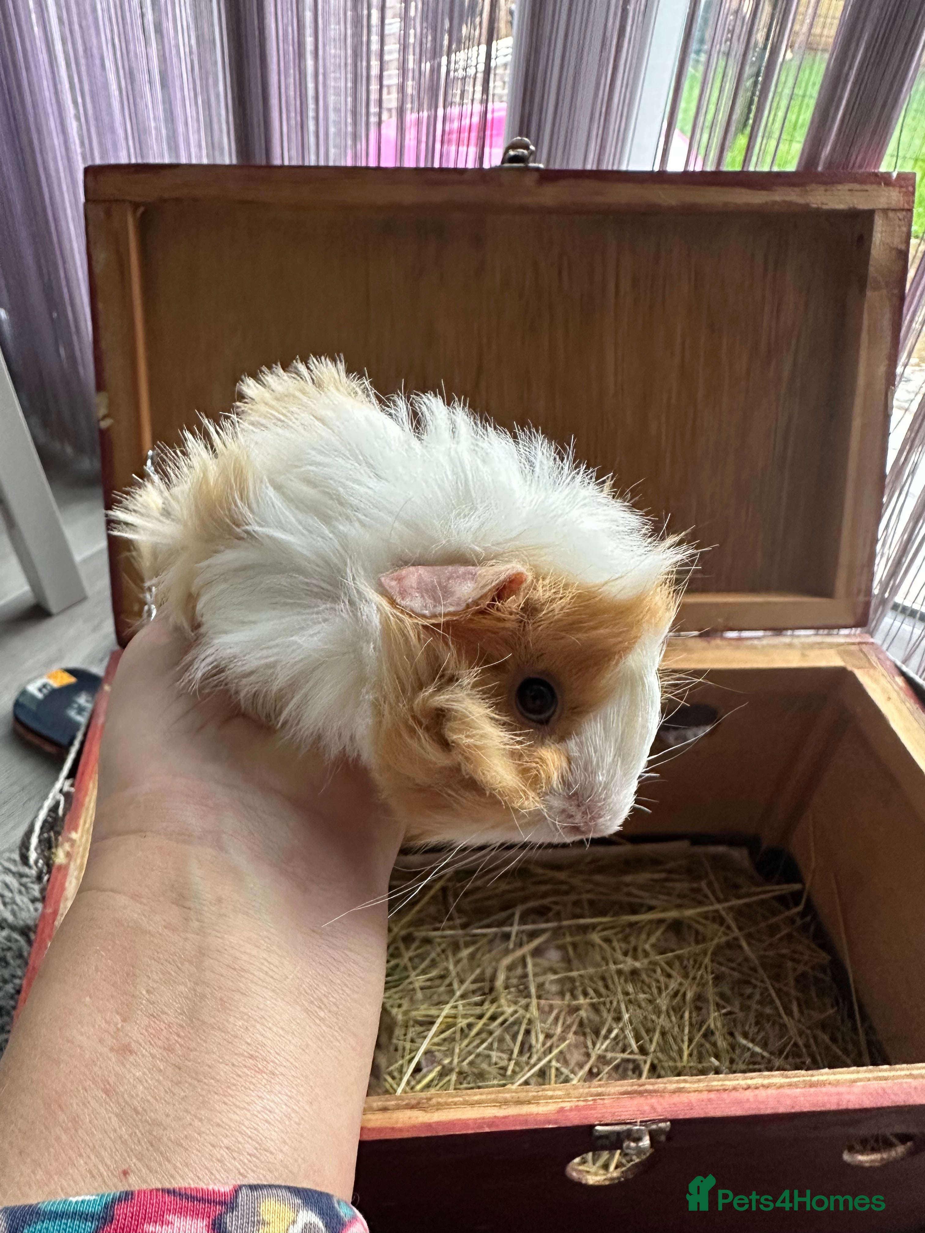 Guinea Pig rodents 3 Handsome male baby guinea pigs. - Advert 21