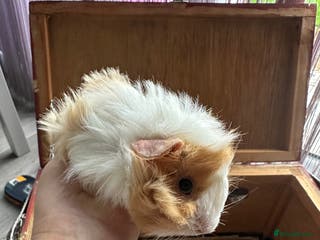 Guinea Pig rodents 3 Handsome male baby guinea pigs. - Advert 21