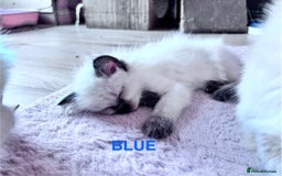 Ragdoll cats for sale: 🥰 Beautiful Radoll Kittens 😍 - Image 12