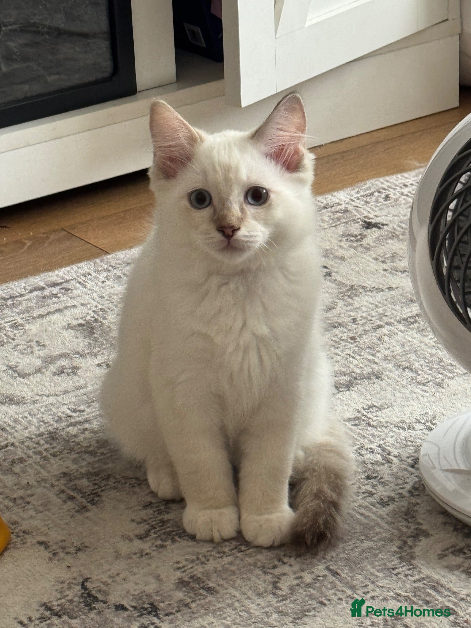Ragdoll cats 1 boy left - Ragdoll kittens for sale Fleet - Advert 18