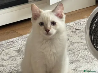 Ragdoll cats 1 boy left - Ragdoll kittens for sale Fleet - Advert 18