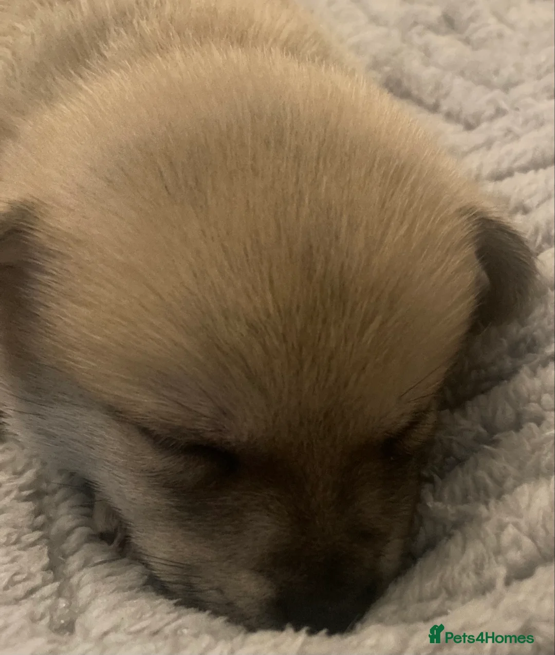Pomchi dogs for sale: Four beautiful Male Chiuhuaha x Pomeranian puppies - Advert 3