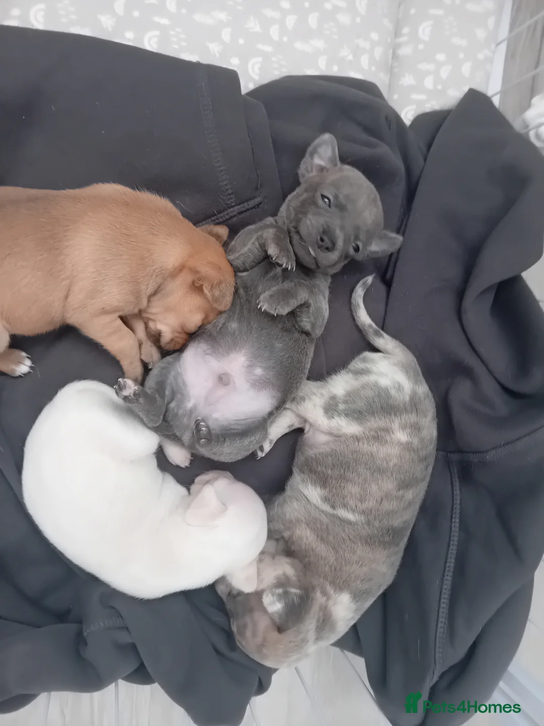 Chihuahua dogs for sale: Chuiahuia puppies 3 weeks old  - Advert 2