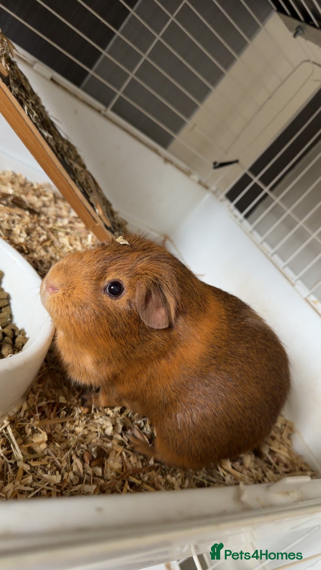 Guinea Pig rodents 2 lovely guidea pigs to go to a good home - Advert 1