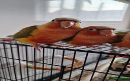 Conures birds for sale: Beautiful fully hand reared conure baby's  - Image 16