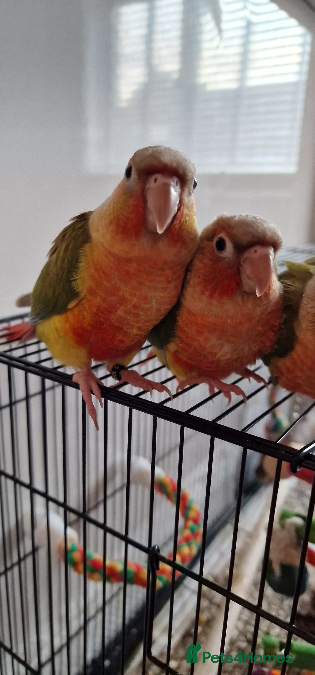 Conures birds for sale: Beautiful fully hand reared conure baby's  - Image 16