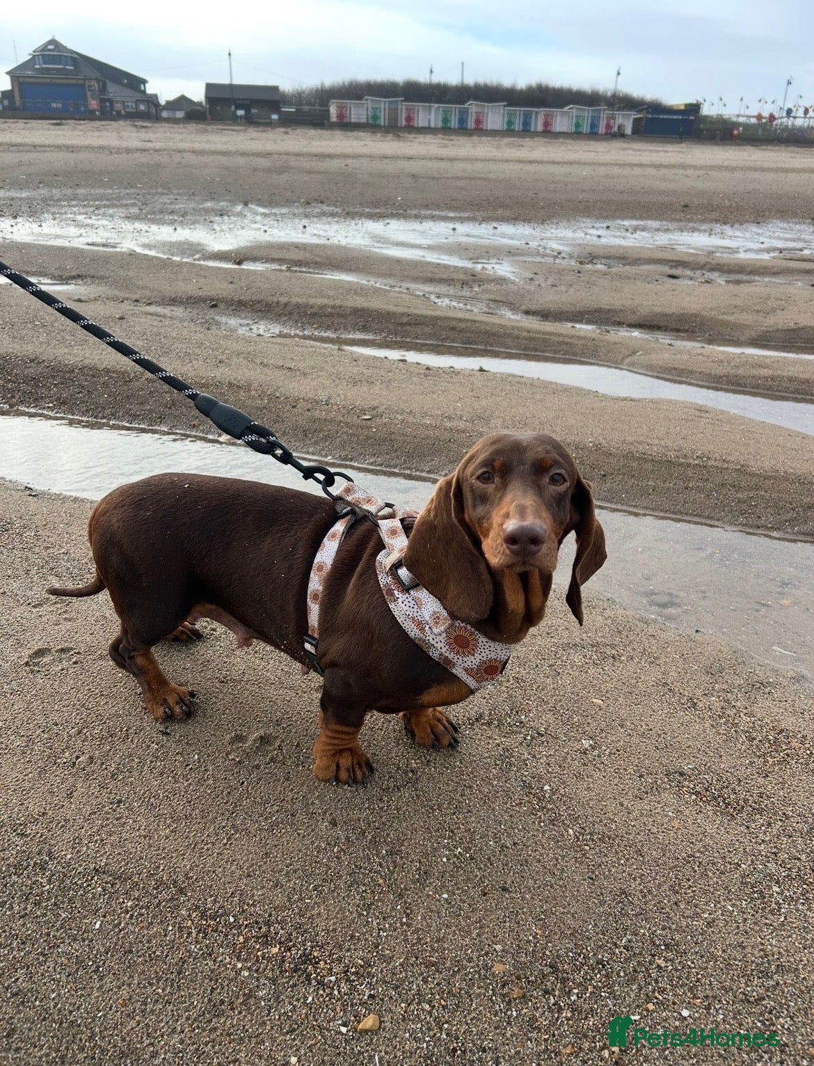 Dachshund dogs Adult dachshund PRA clear - Advert 2