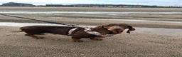 Dachshund dogs for sale: Adult dachshund PRA clear - Advert 2