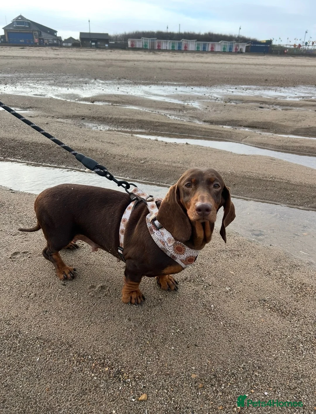 Dachshund dogs for sale: Adult dachshund PRA clear - Advert 2