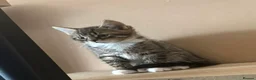 Mixed Breed cats for sale: 4, 8 week old kittens  - Advert 3
