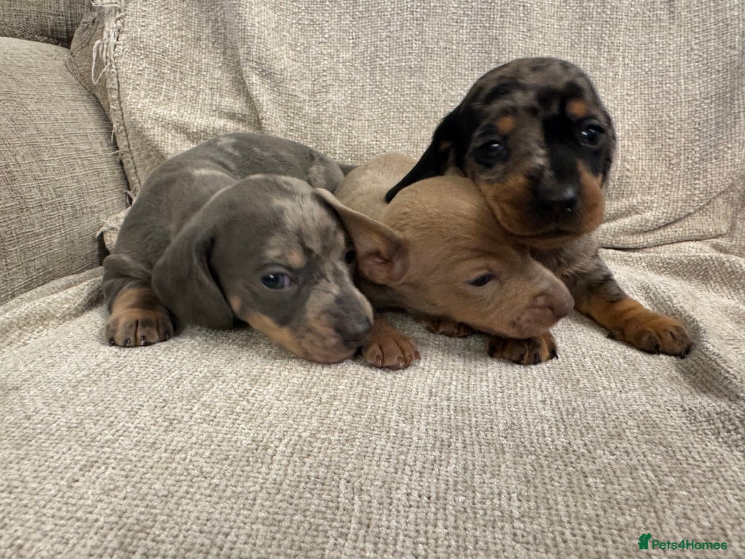 Miniature Dachshund dogs for sale: Miniature Dachshund puppies - Advert 7