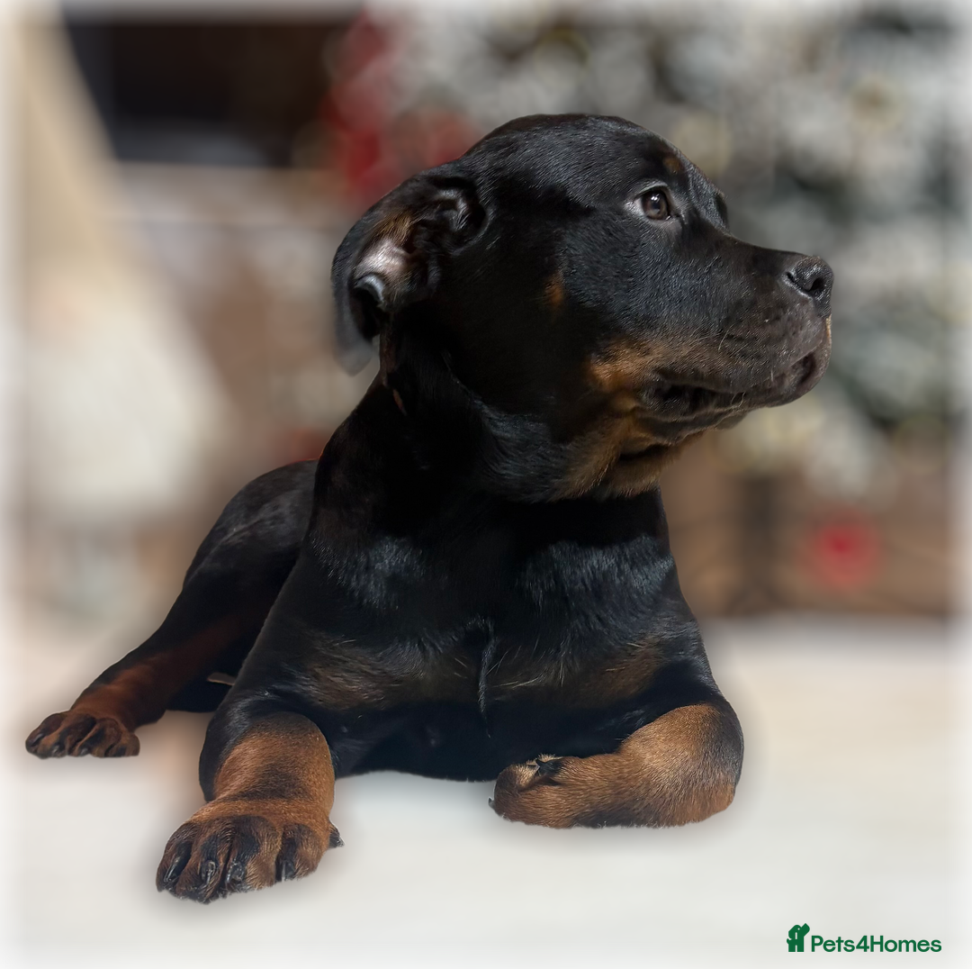 Rottweiler dogs for sale: ROTTWEILER PUPPIES. KC REGISTERED. FREE INSURANCE. - Advert 10