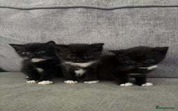 British Shorthair cats for sale: British short hair cross breed - Image 2