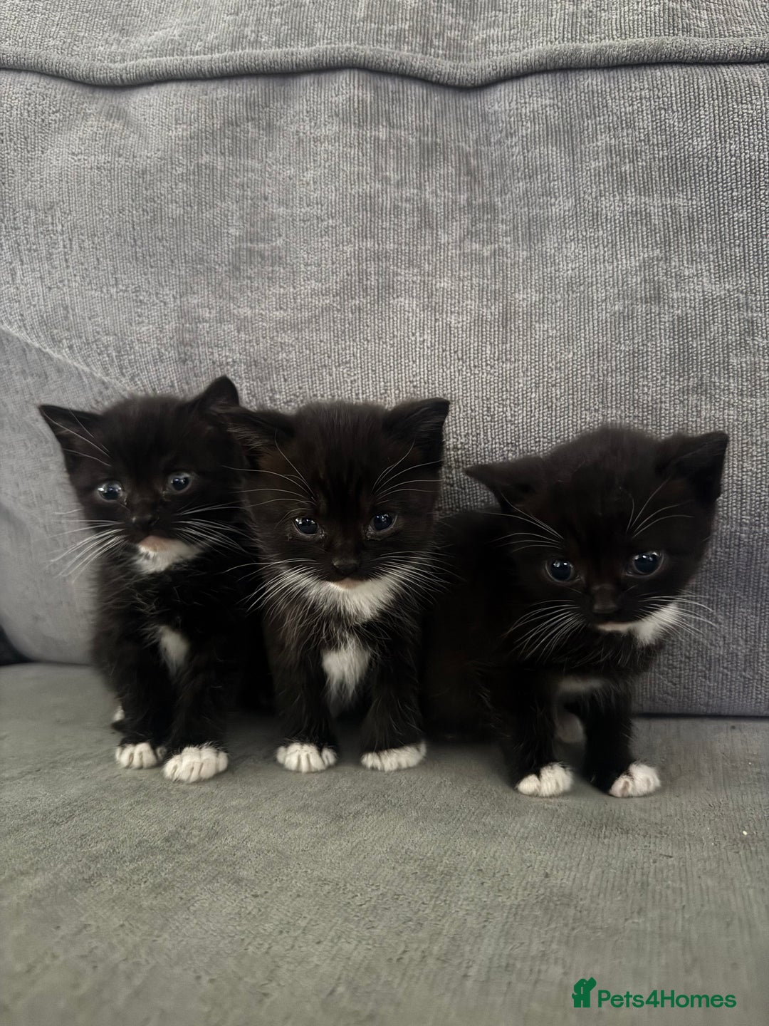 British Shorthair cats for sale: British short hair cross breed - Image 2