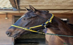 English Thoroughbred horses for sale: Sweet Unraced 5yo Gelding - Image 3