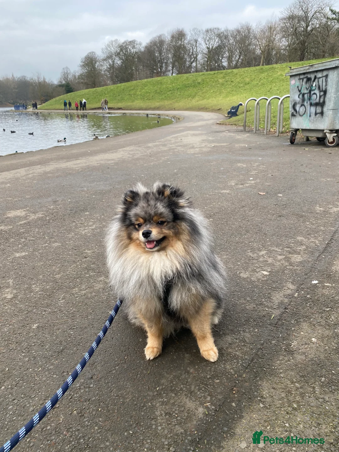 Pomeranian dogs for stud: Merle Pomeranian Stud  in Liverpool - Advert 5