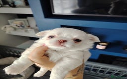 Chihuahua dogs for sale: Kc registered chihuahua boys - Image 3