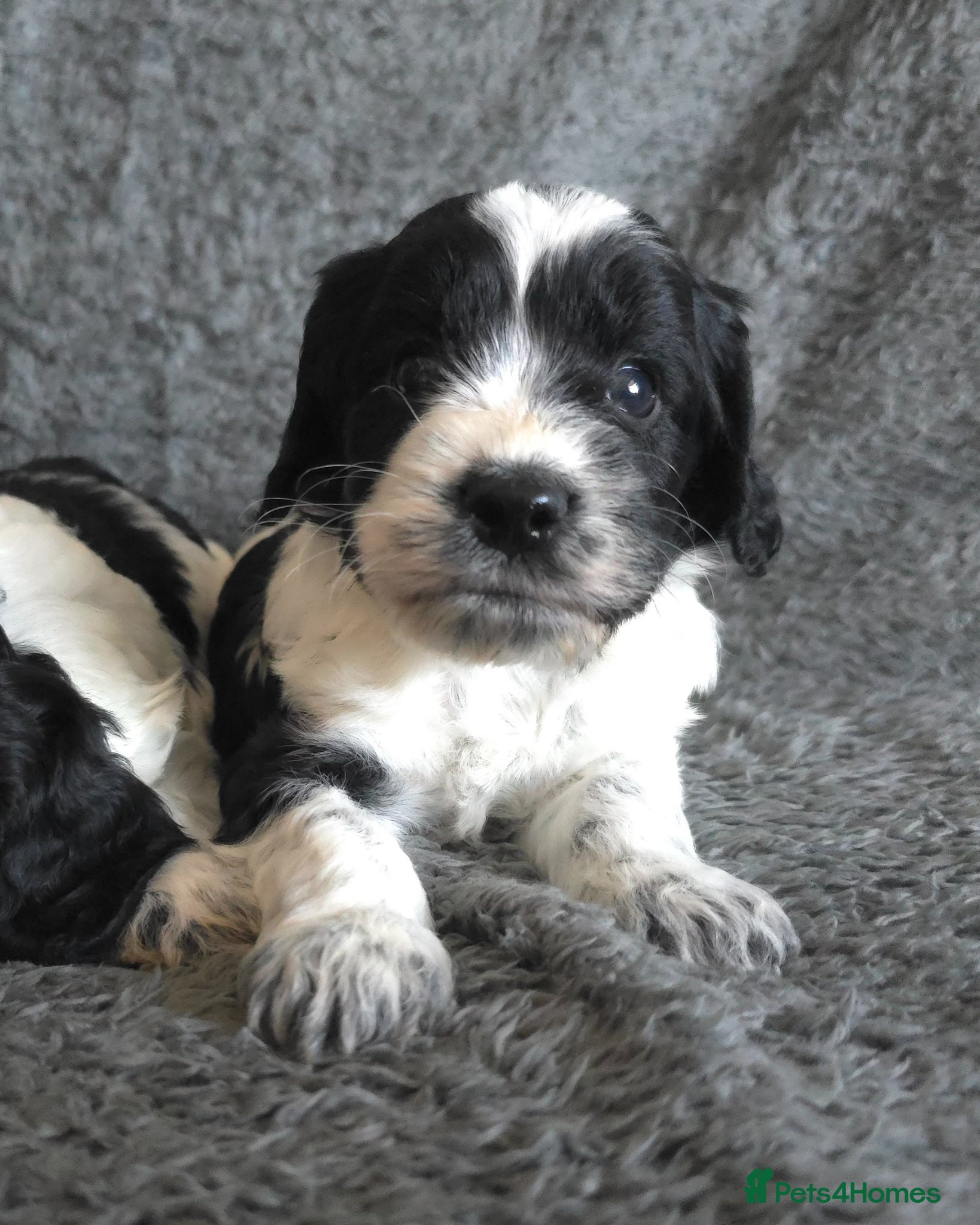 Cockapoo dogs NEW VIDEO. 1 BOY. Roan F1 Cockapoos. DNA Tested  - Advert 4