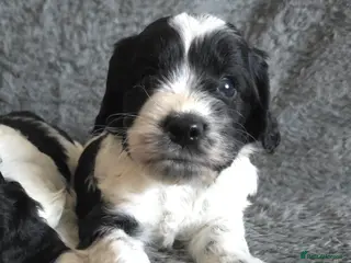 Cockapoo dogs NEW VIDEO. 1 BOY. Roan F1 Cockapoos. DNA Tested - Advert 4