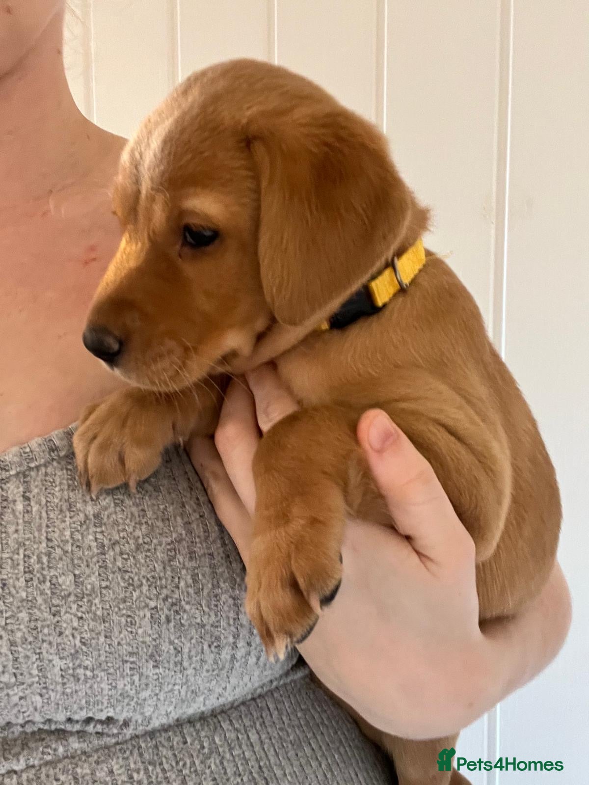 Labrador Retriever dogs Pedigree Kc Registered Labrador Puppies - Advert 15