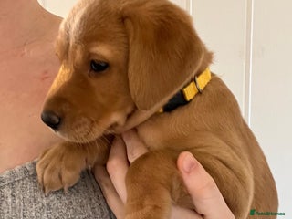 Labrador Retriever dogs Pedigree Kc Registered Labrador Puppies - Advert 15