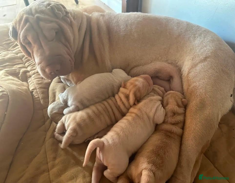 Shar Pei dogs Four Pure Shar Pei Puppies, 2 Boys & 2 Girls Ready - Advert 1