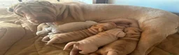 Shar Pei dogs for sale: Four Pure Shar Pei Puppies, 2 Boys & 2 Girls Ready - Advert 1