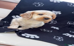 Cocker Spaniel dogs for sale: Sold  - Image 3