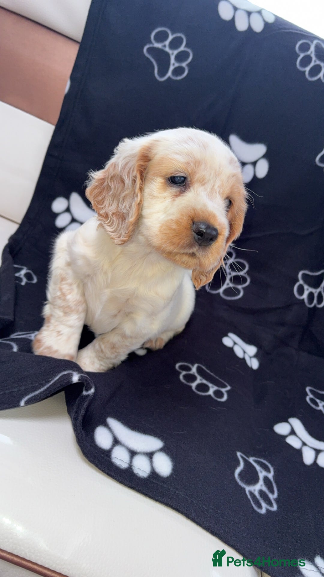 Cocker Spaniel dogs for sale: Sold  - Image 3
