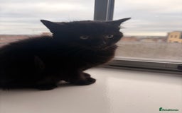 Mixed Breed cats for sale: Beautiful Mixed Kittens - Advert 6