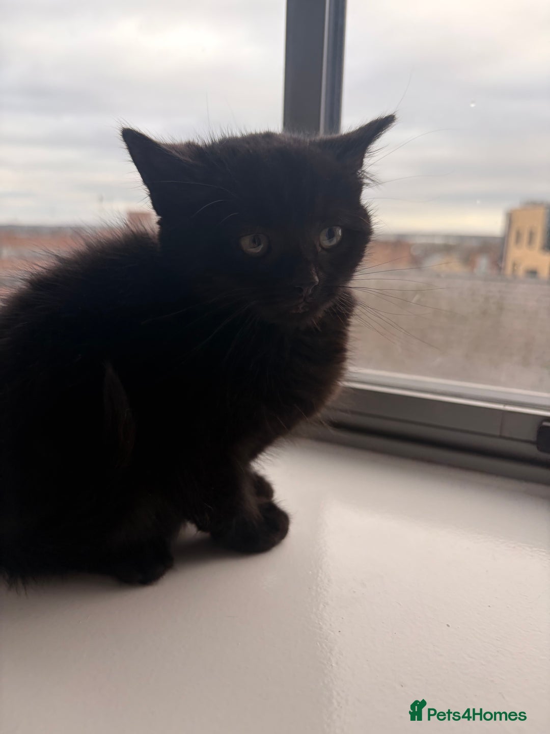 Mixed Breed cats for sale: Beautiful Mixed Kittens - Advert 6