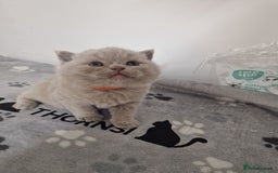 British Shorthair cats for sale: British shorthair GCCF pedigree ready christmas - Image 10