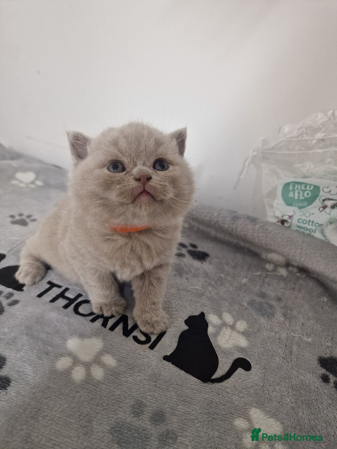 British Shorthair cats for sale: British shorthair GCCF pedigree ready christmas - Image 10