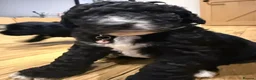Mixed Breed dogs for sale: Poodle cross puppies. - Advert 5