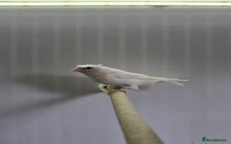 Finches birds for sale: Bengalese and zebra finch  - Image 1