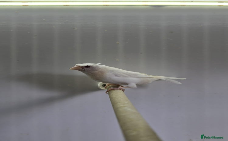 Finches birds - Advert 2