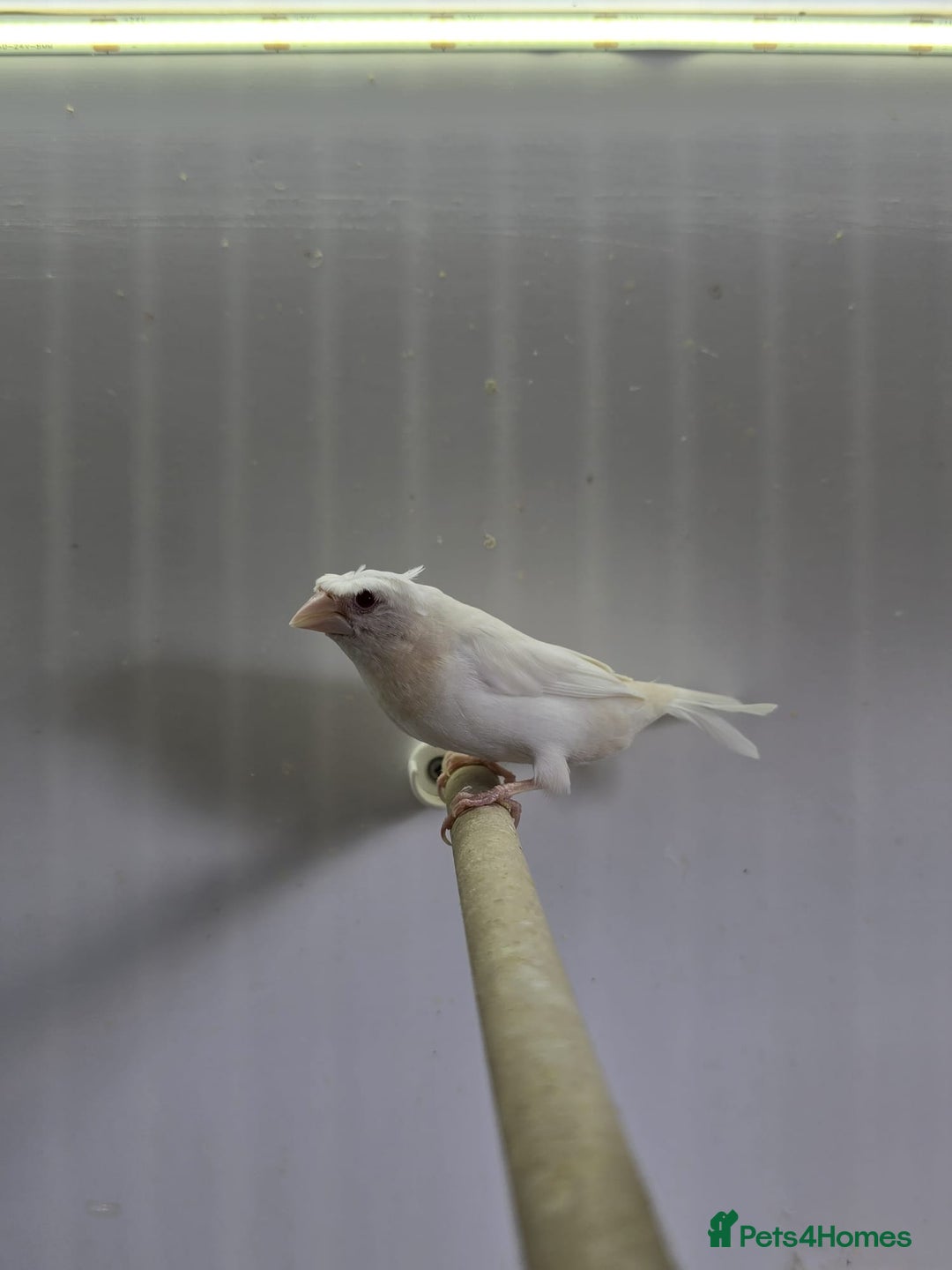 Finches birds for sale: Bengalese and zebra finch  - Image 1