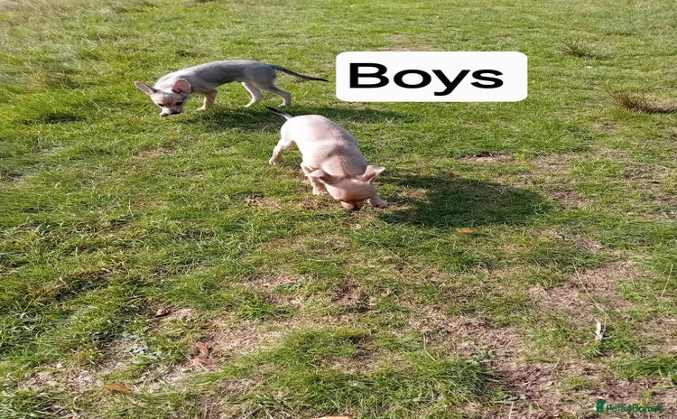 Miniature Pinscher dogs - Advert 7
