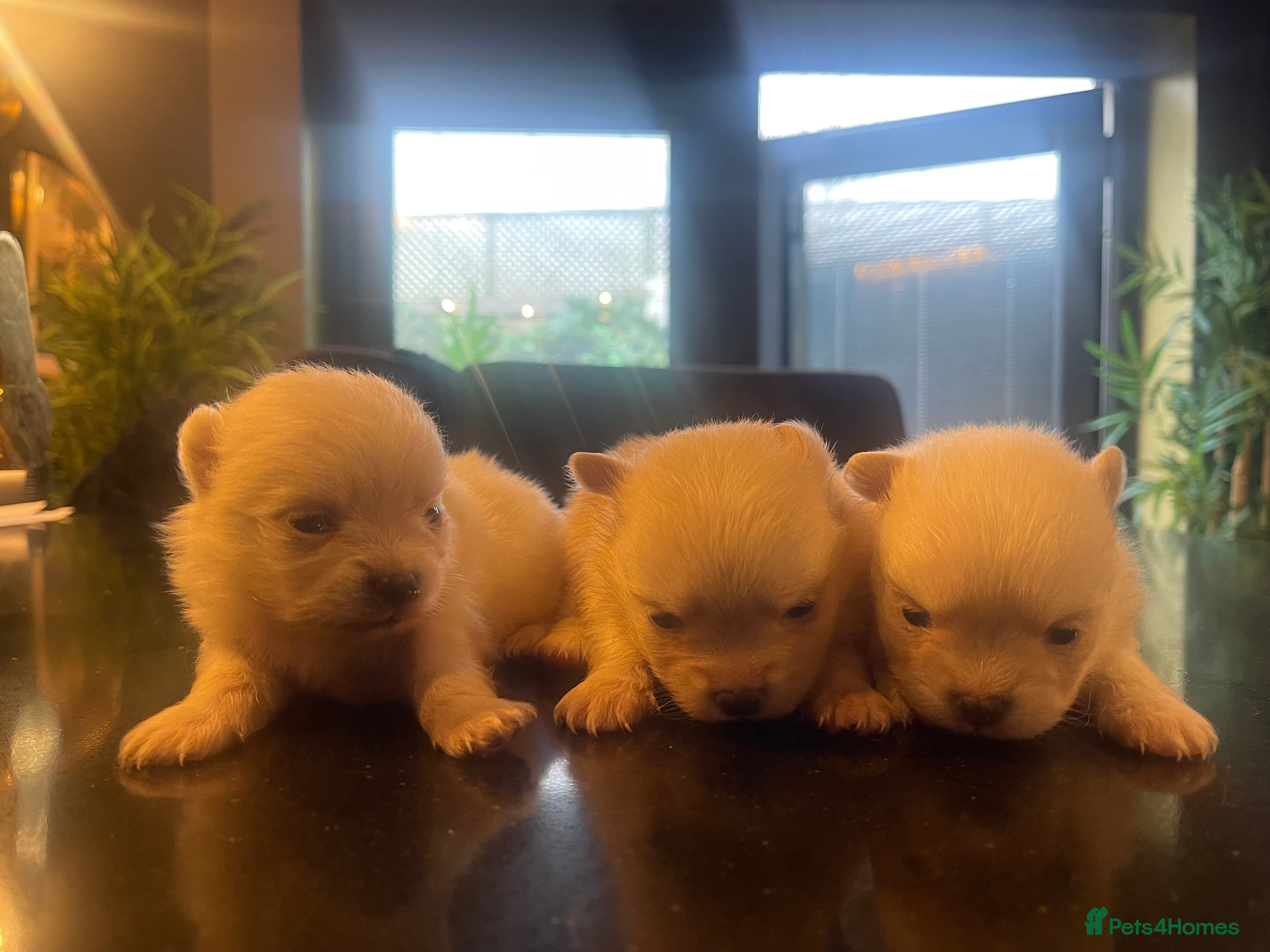 Pomchi dogs 3 little pomchis  - Advert 3