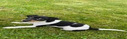 Jack Russell dogs for sale: Jack Russell pup for sale in Blairgowrie - Advert 3